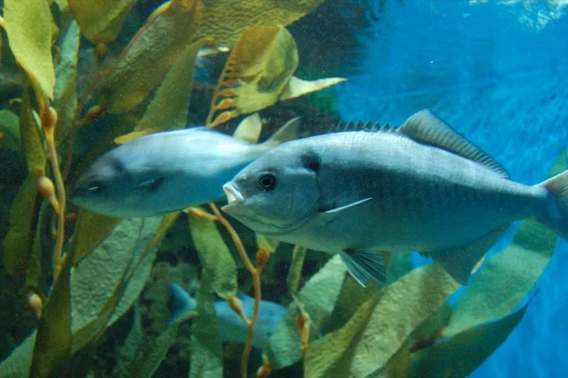 Aquarium of the Pacific