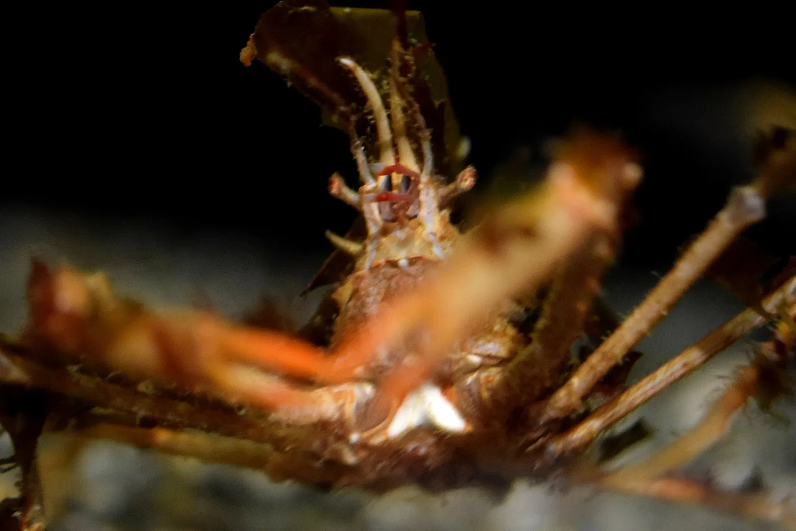 Acuario del Pacífico