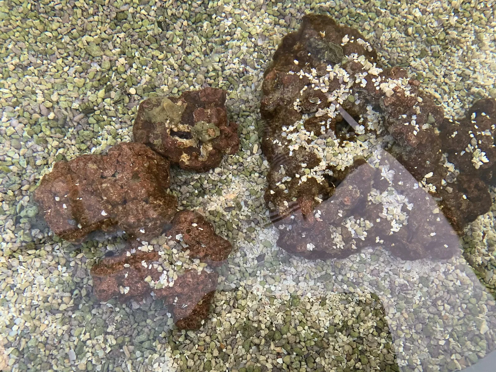 Aquarium du Pacifique