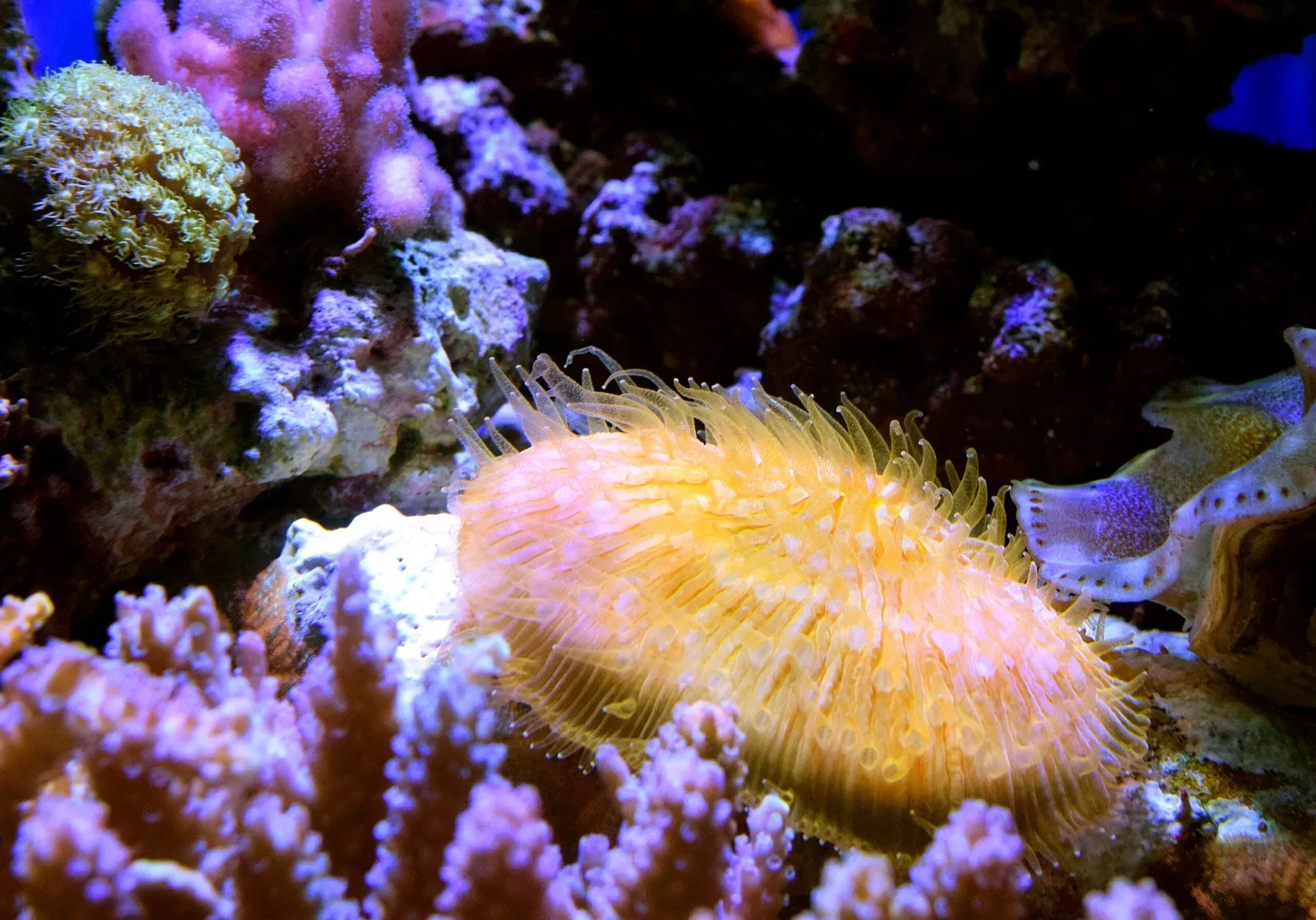 Aquarium du Pacifique