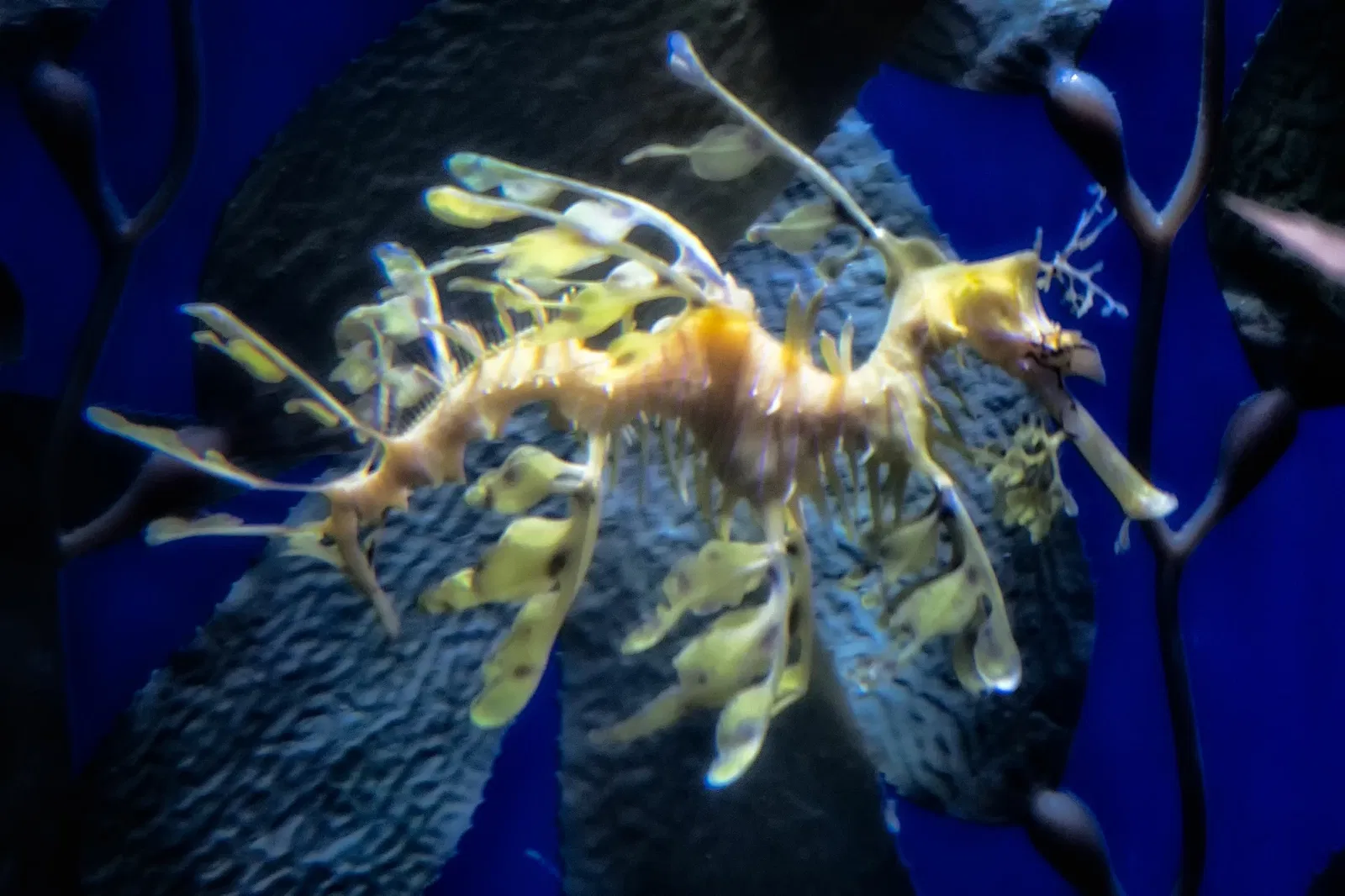 Aquarium du Pacifique