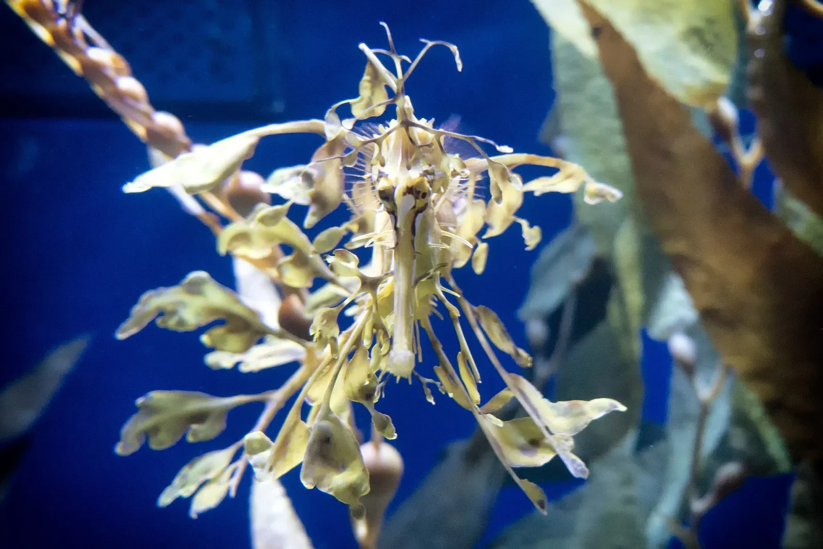 Acuario del Pacífico