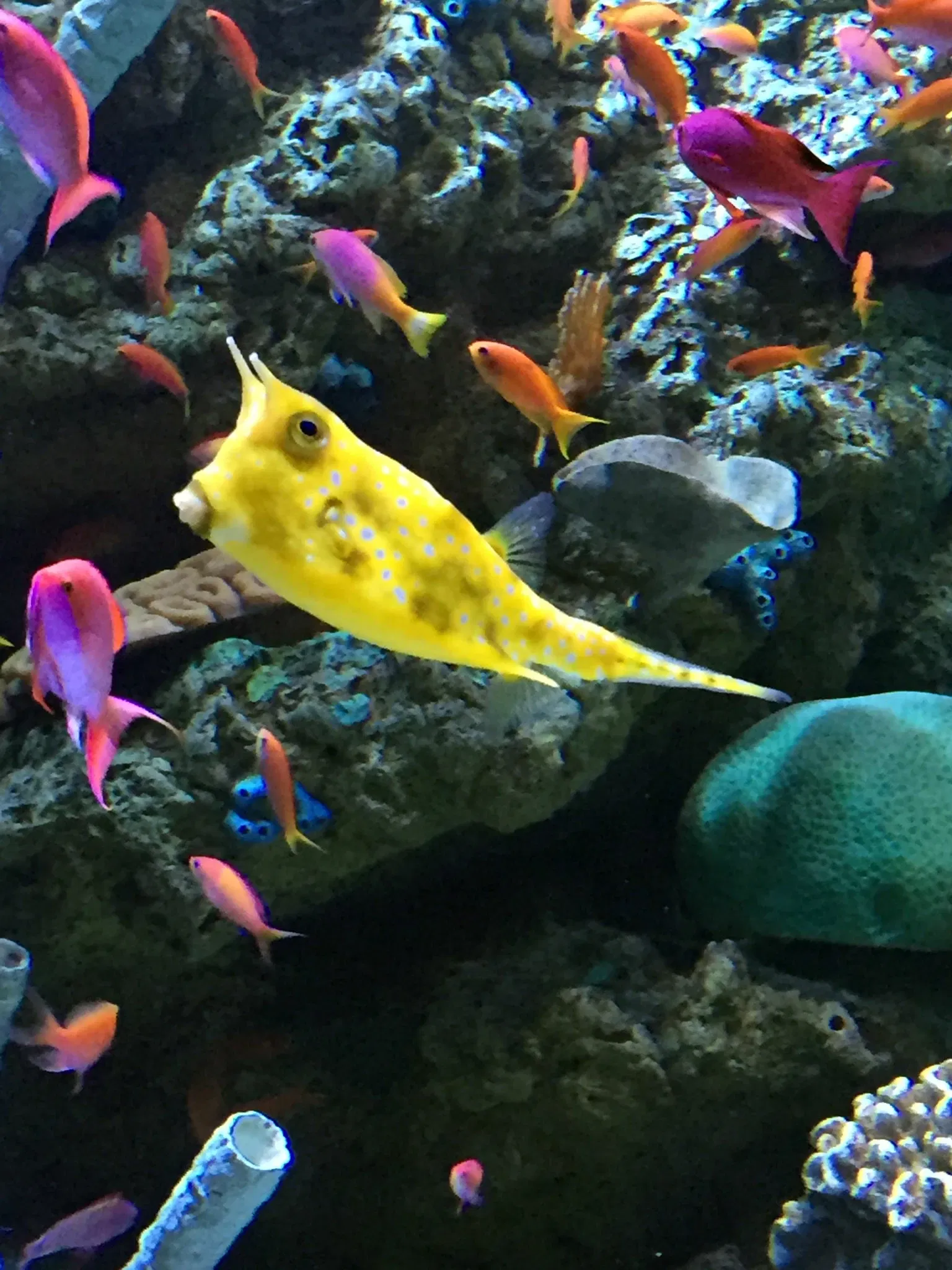 Acuario del Pacífico