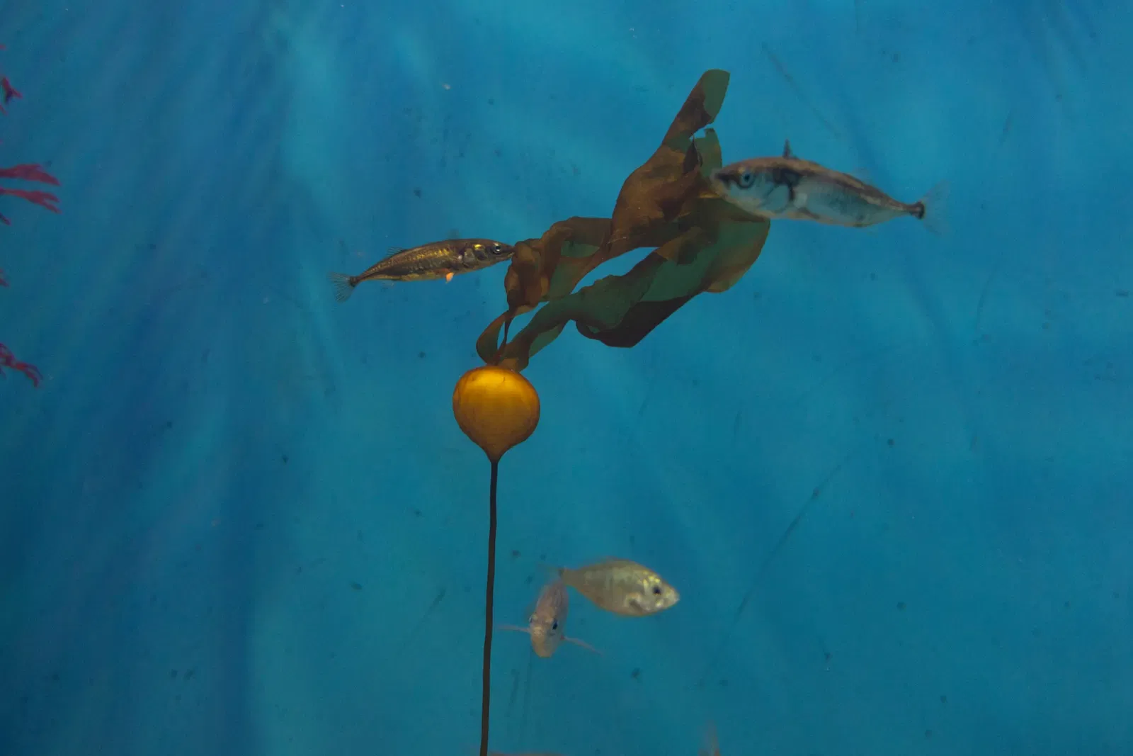 Aquarium of the Pacific