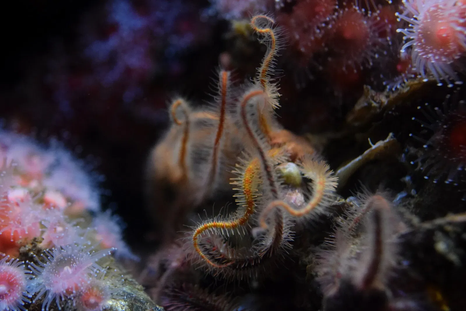 Acuario del Pacífico