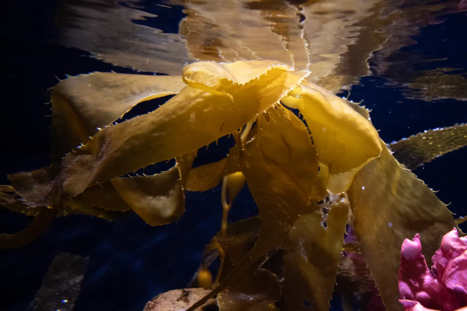 Acuario del Pacífico