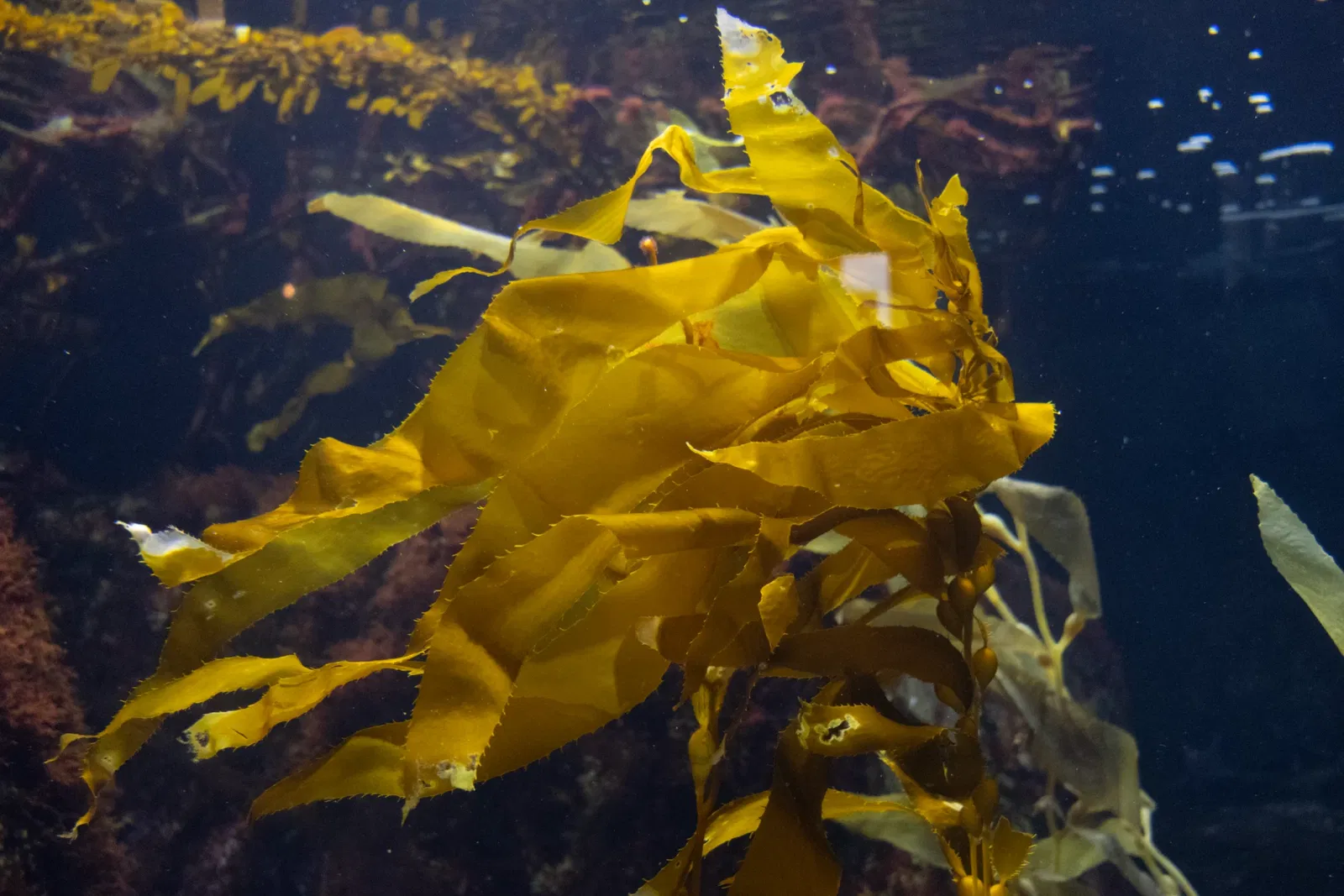 Aquarium of the Pacific