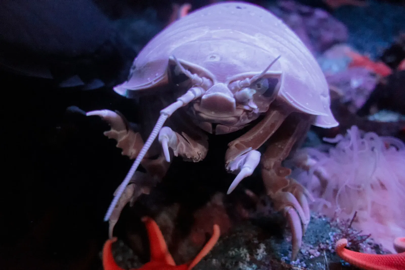 Aquarium of the Pacific