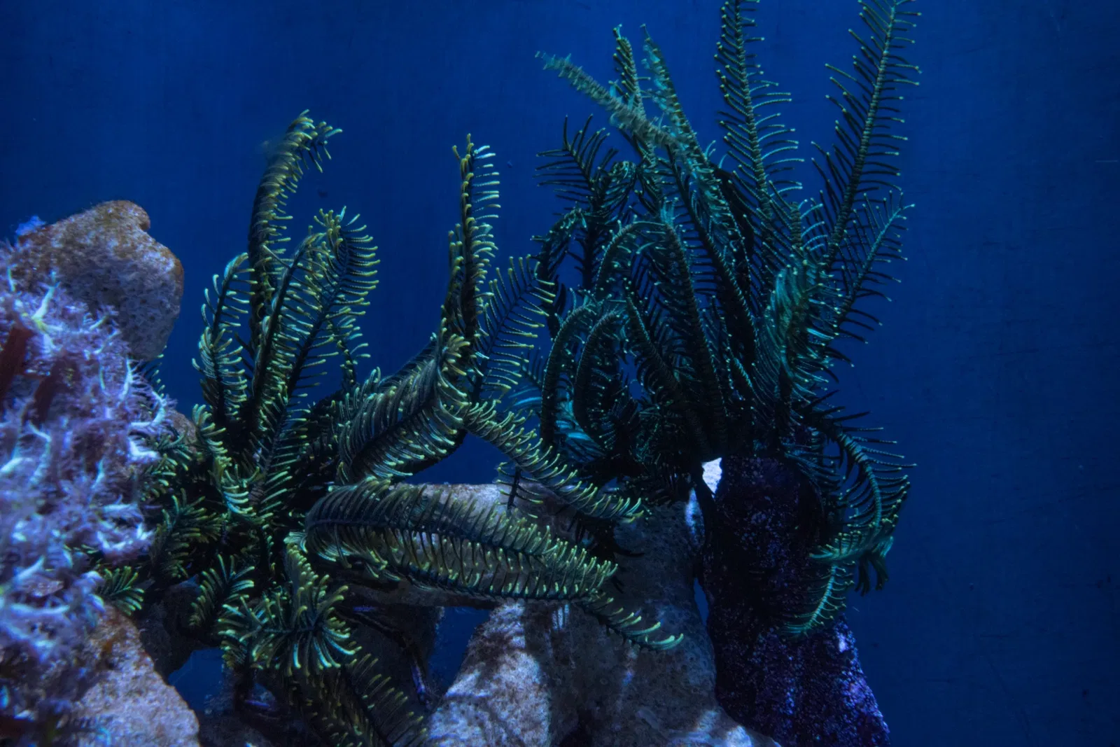 Aquarium of the Pacific