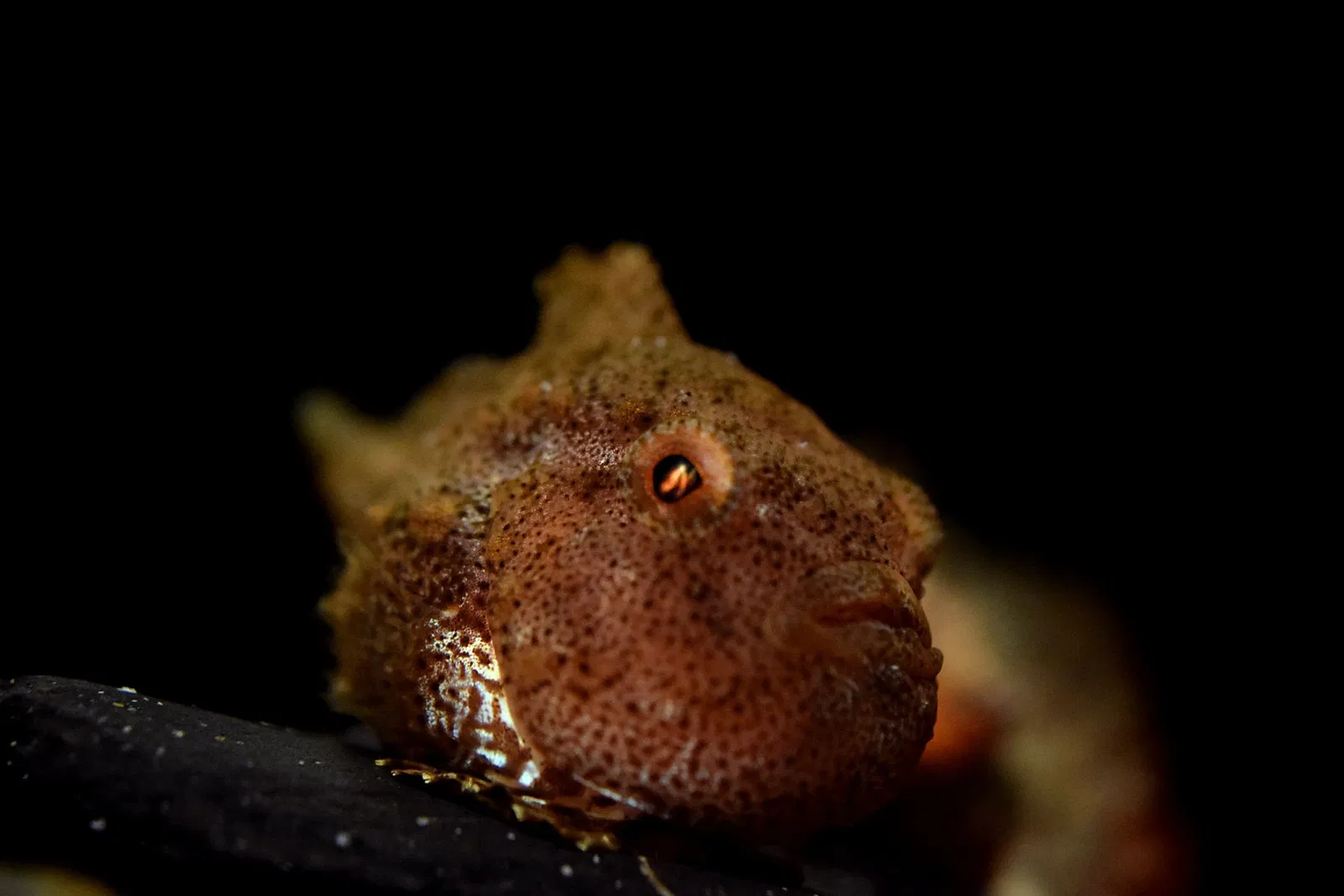 Acuario del Pacífico