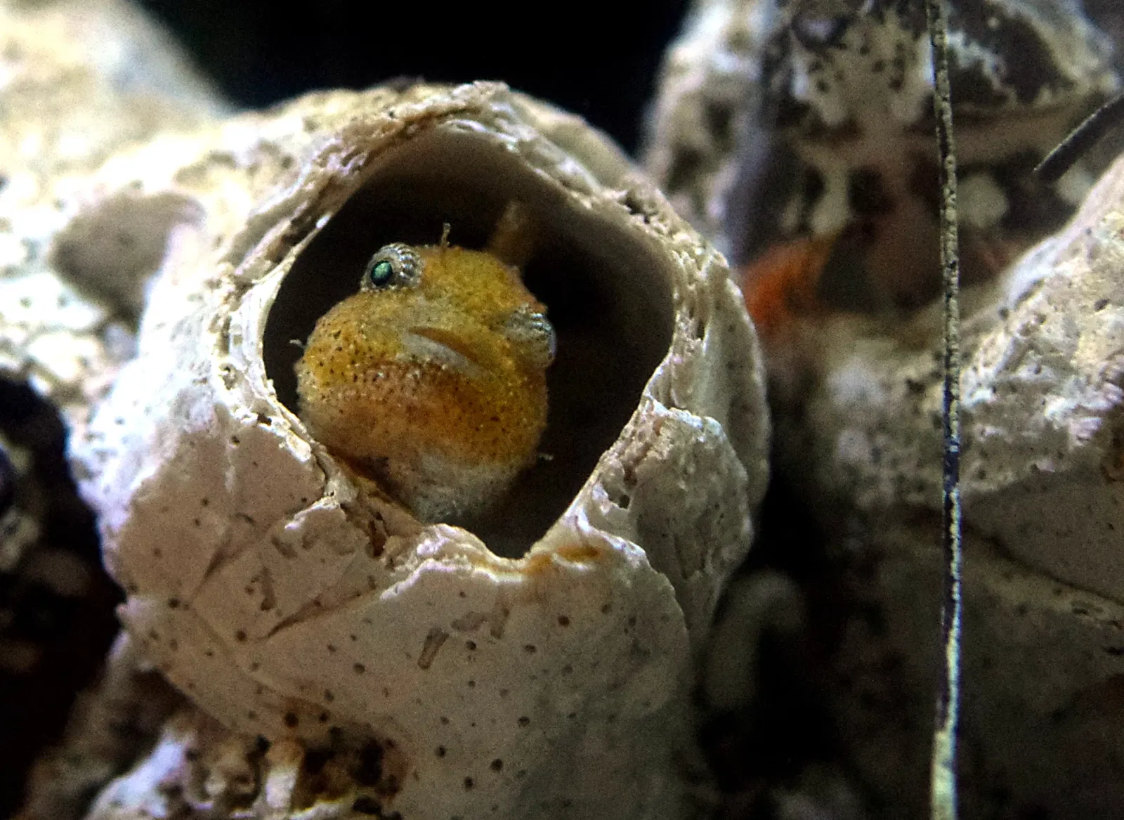Aquarium du Pacifique