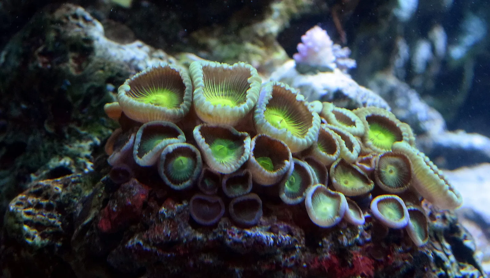 Aquarium du Pacifique