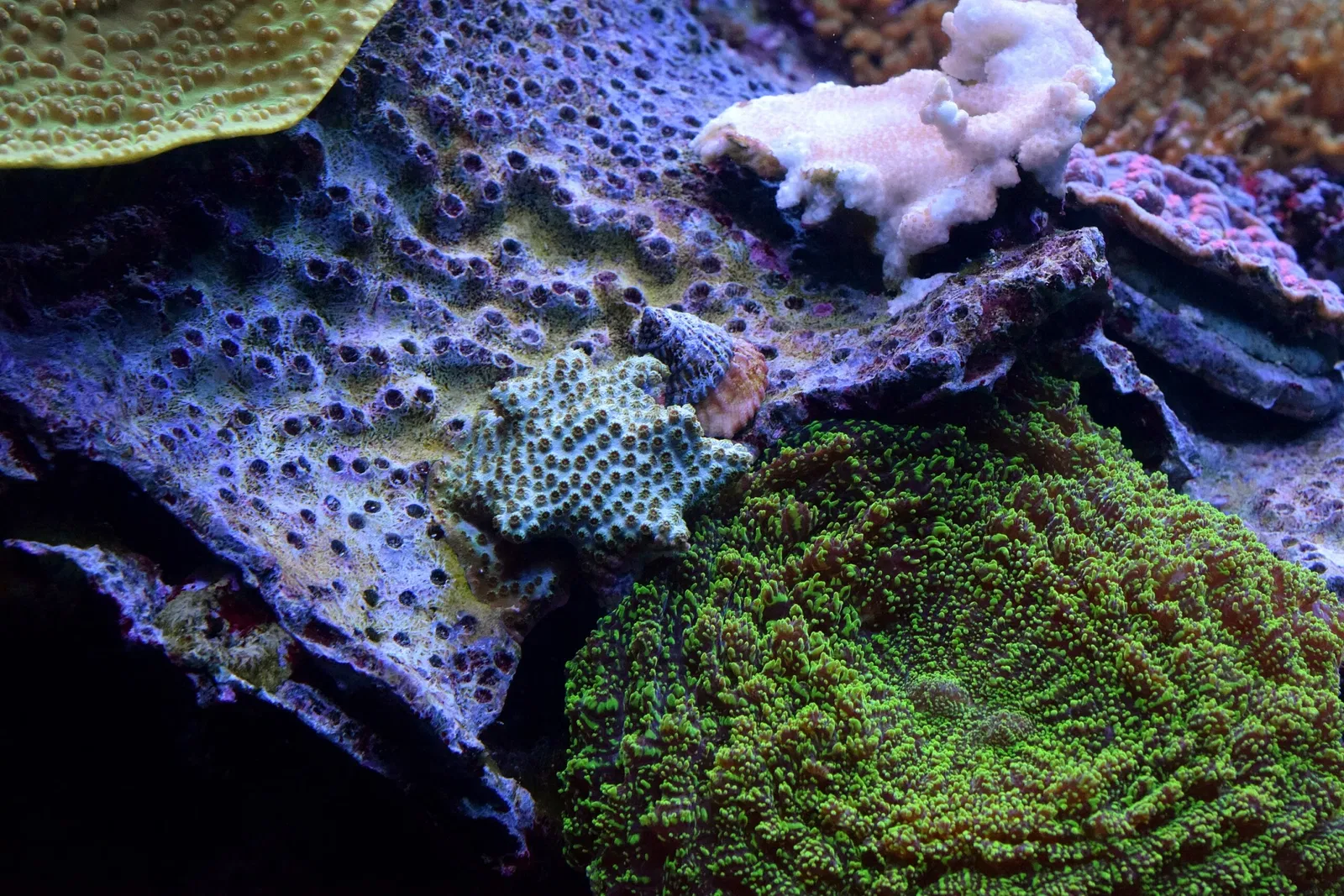 Aquarium of the Pacific