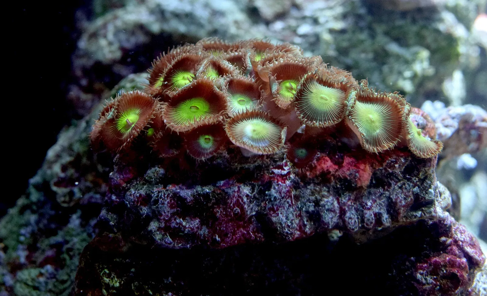 Acuario del Pacífico