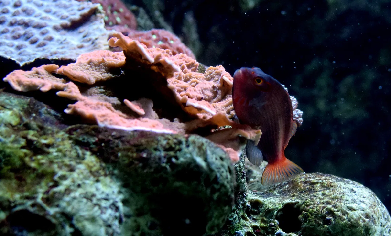 Aquarium of the Pacific
