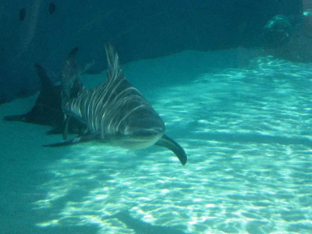 Aquarium du Pacifique