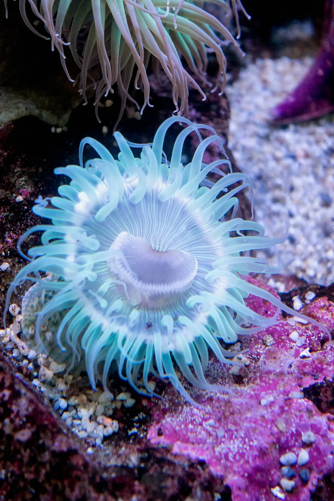 Acuario del Pacífico