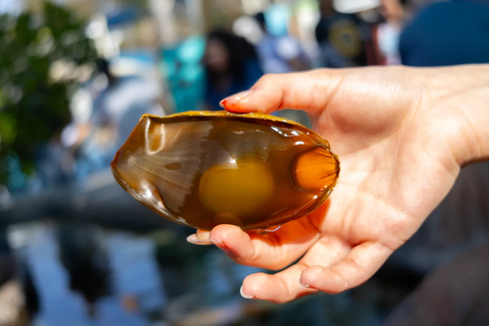 Acuario del Pacífico