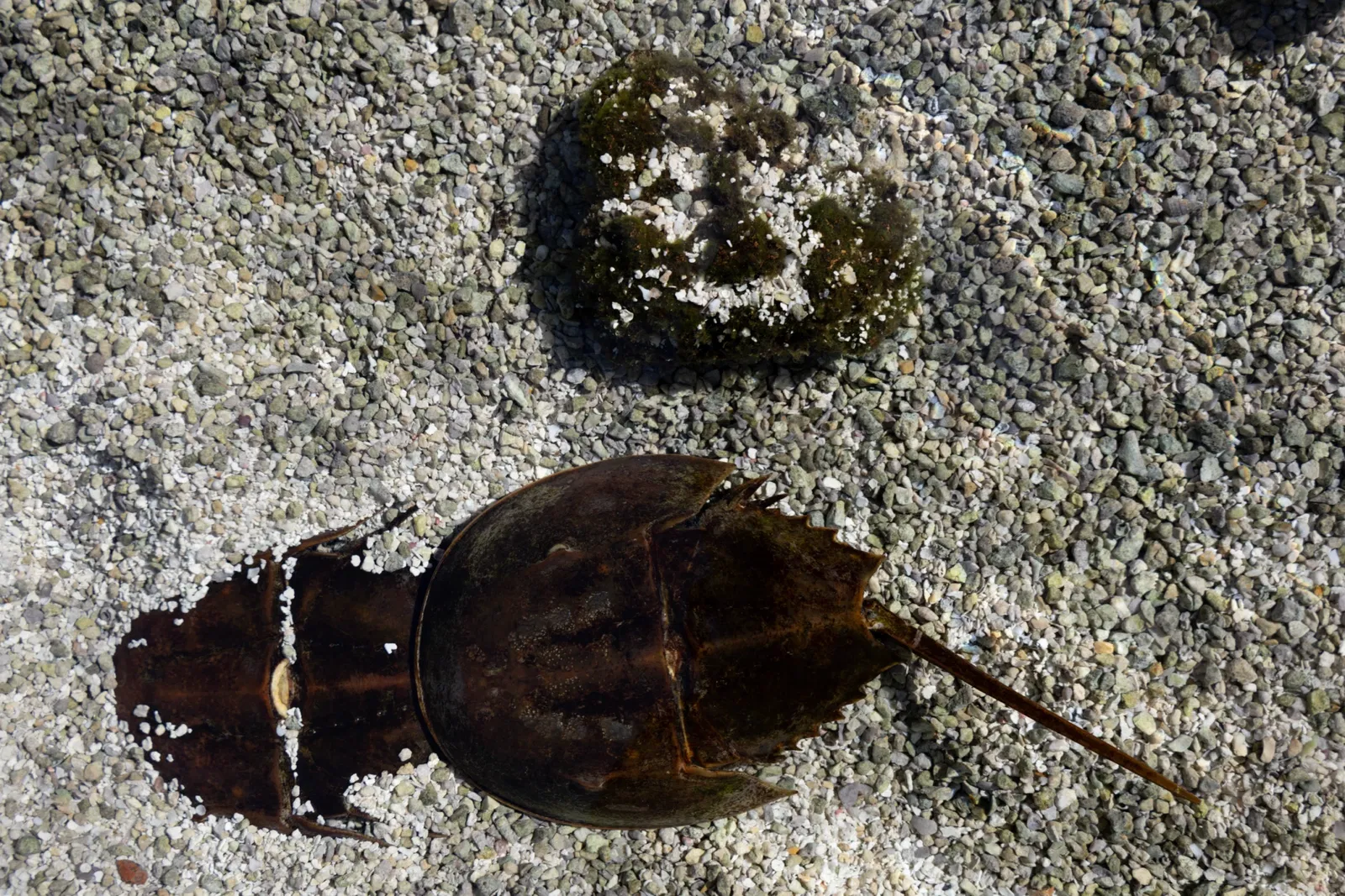 Acuario del Pacífico