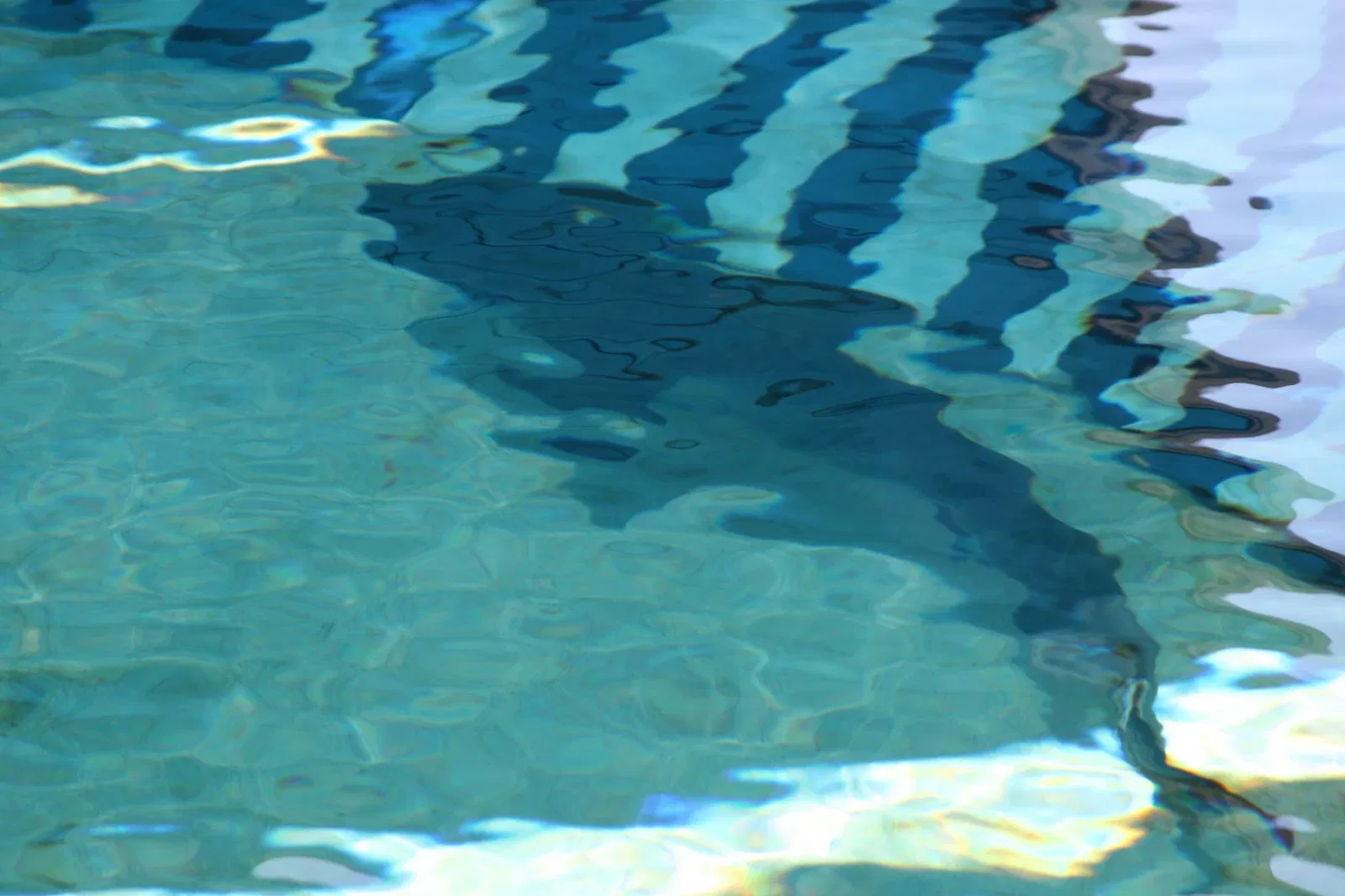 Acuario del Pacífico