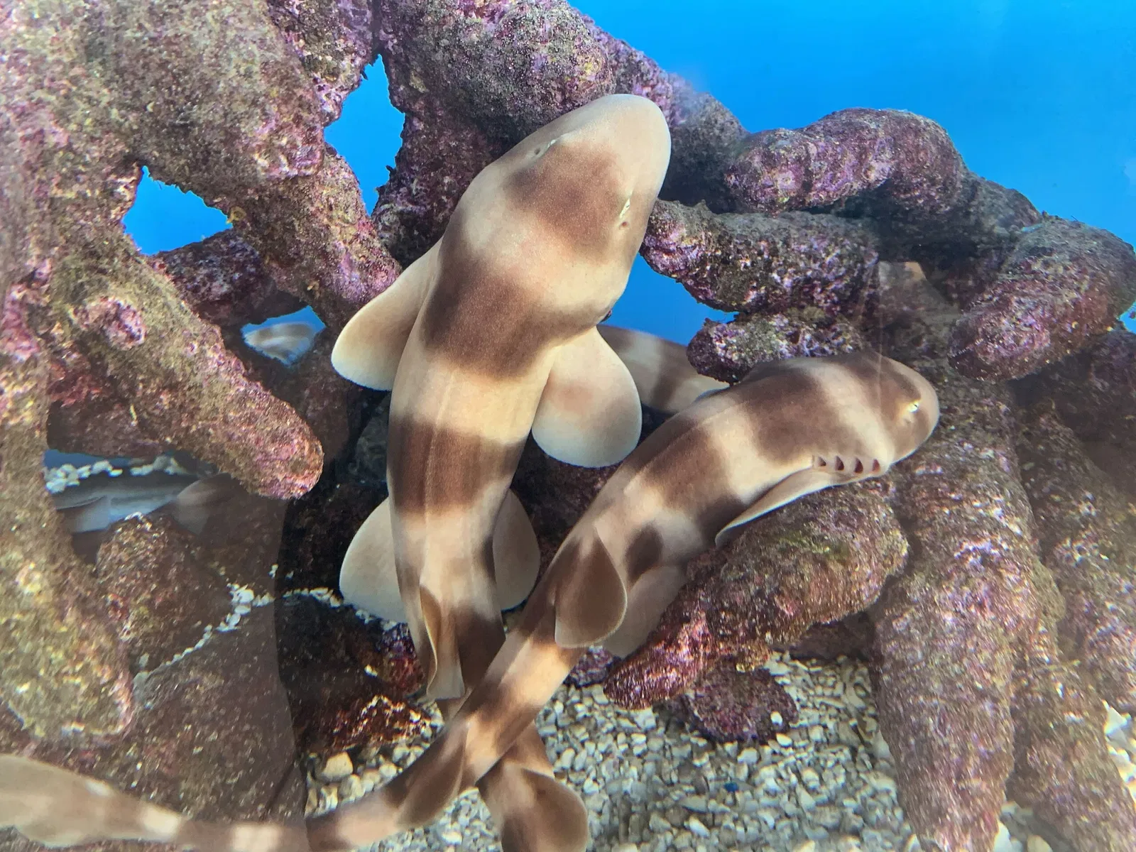 Aquarium of the Pacific