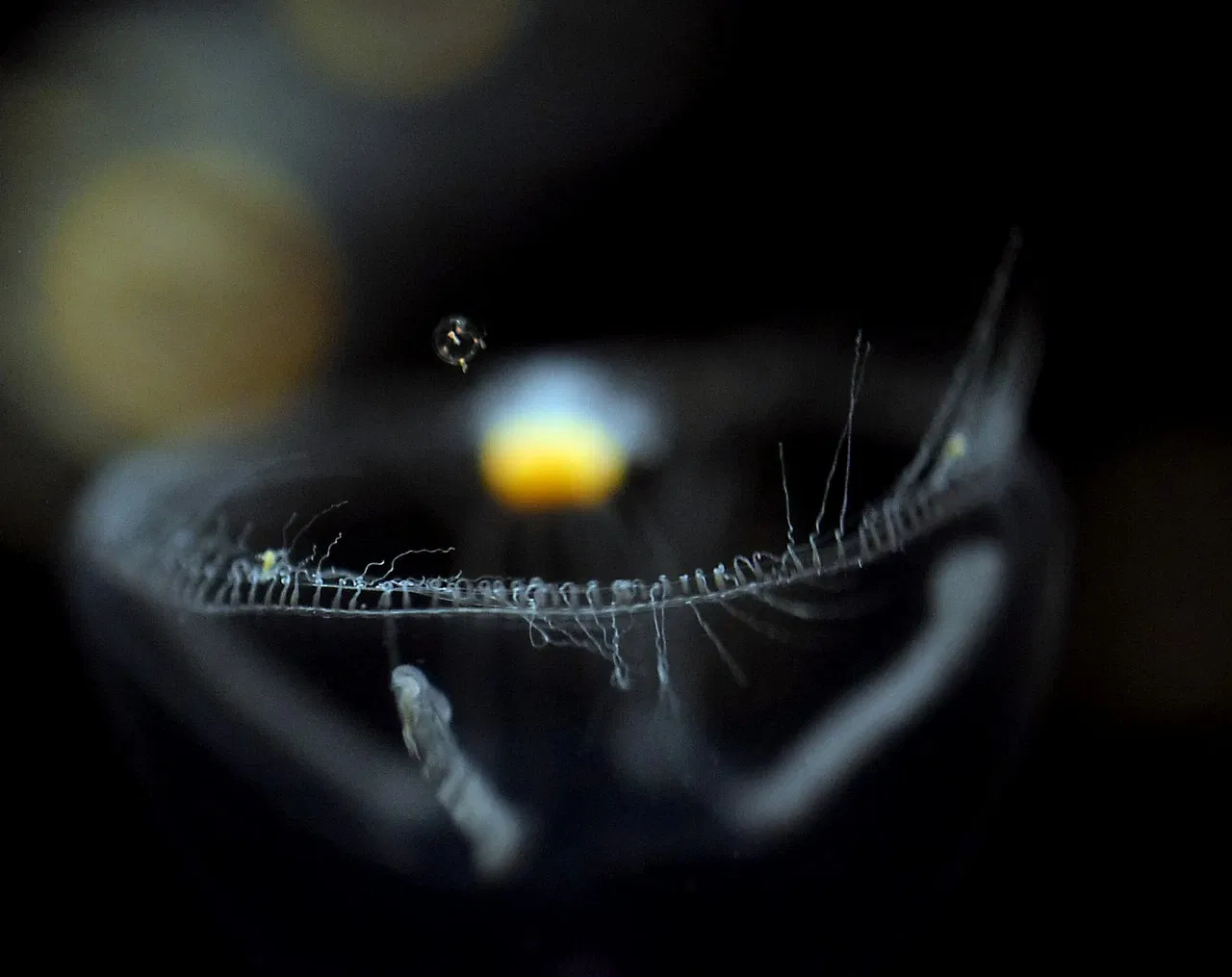 Acuario del Pacífico