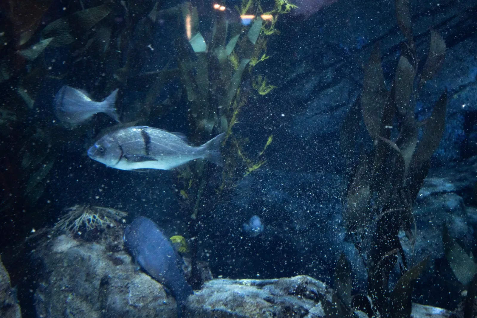 Aquarium du Pacifique