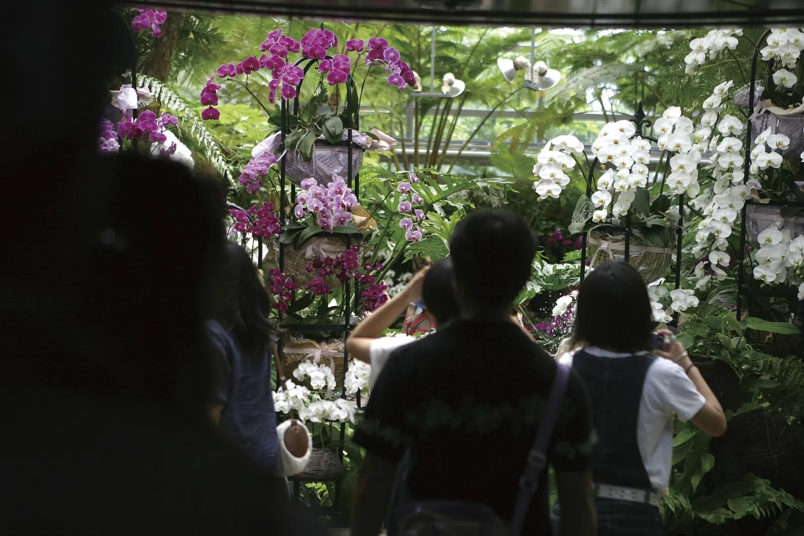 Tropical Dream Center