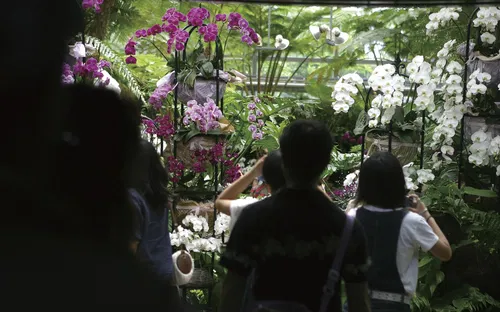 Tropical Dream Center