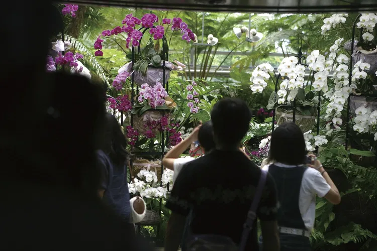 Tropical Dream Center