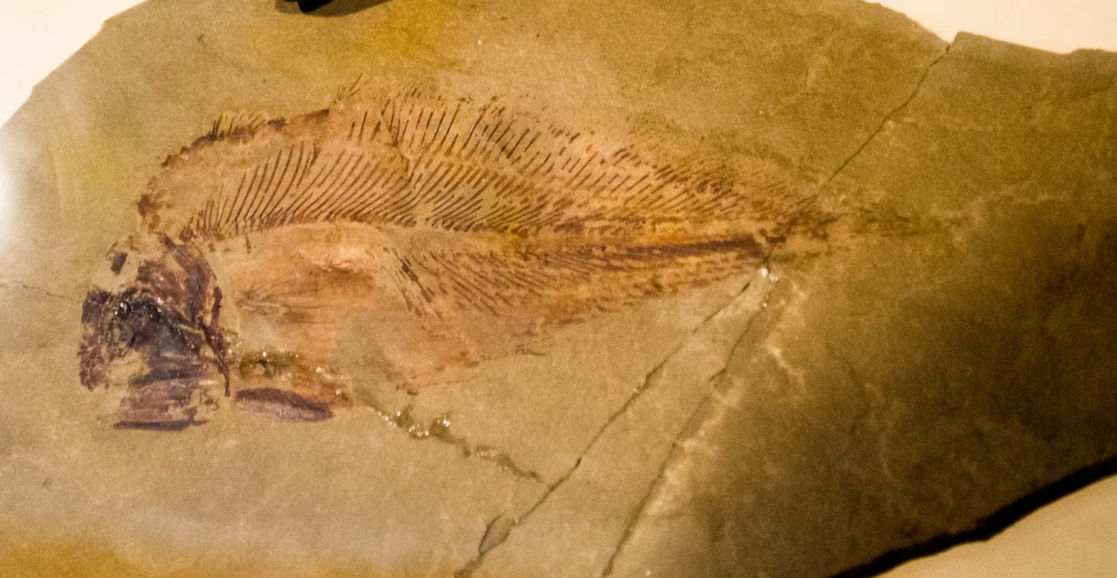 Museo de las Rocosas