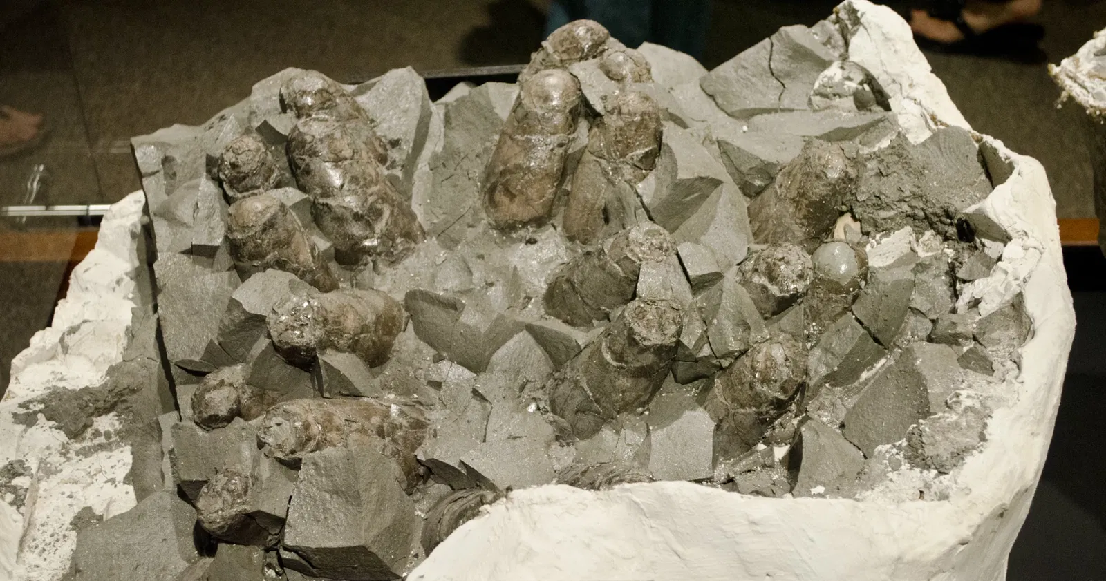 Museum of the Rockies