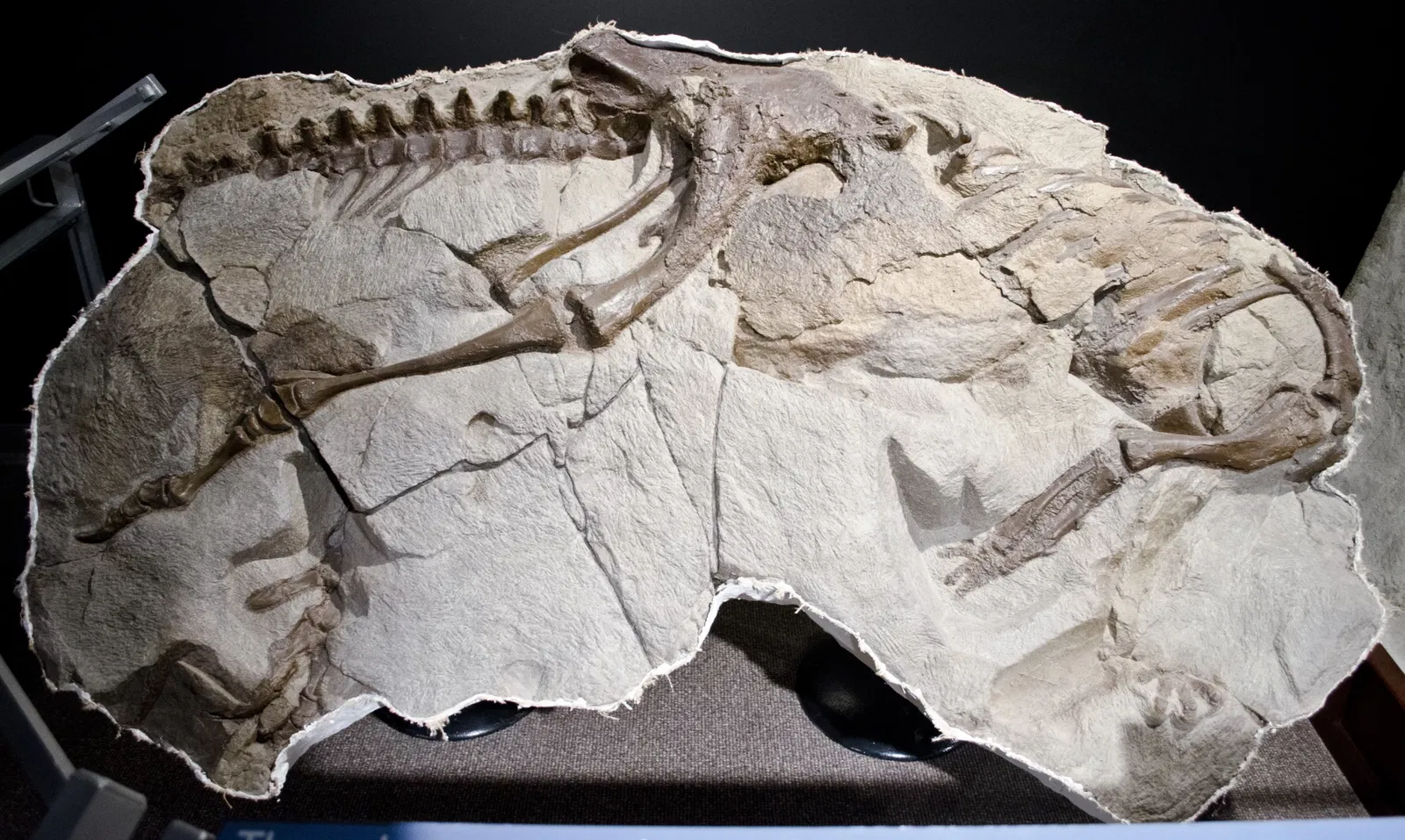 Museum of the Rockies