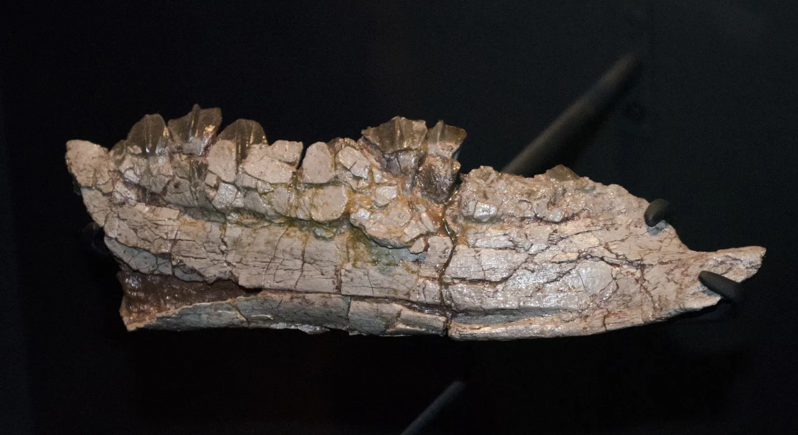 Museo de las Rocosas