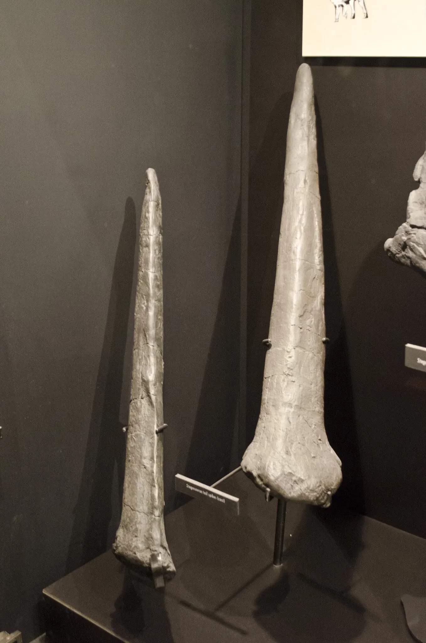 Museum of the Rockies