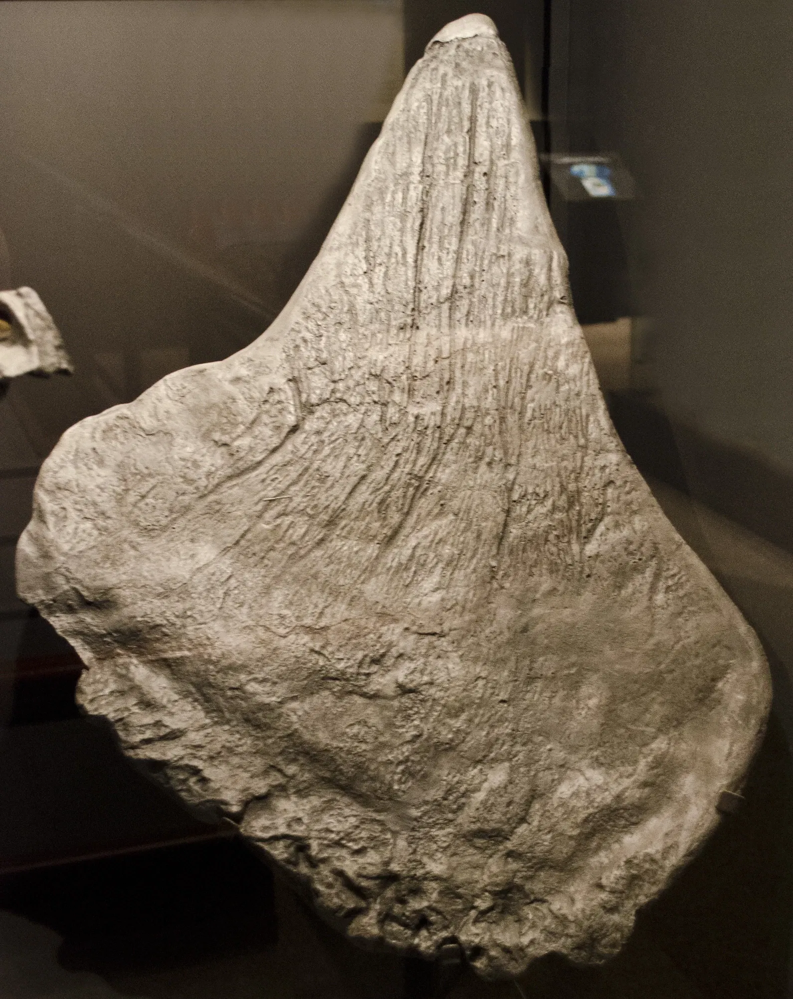 Museum of the Rockies