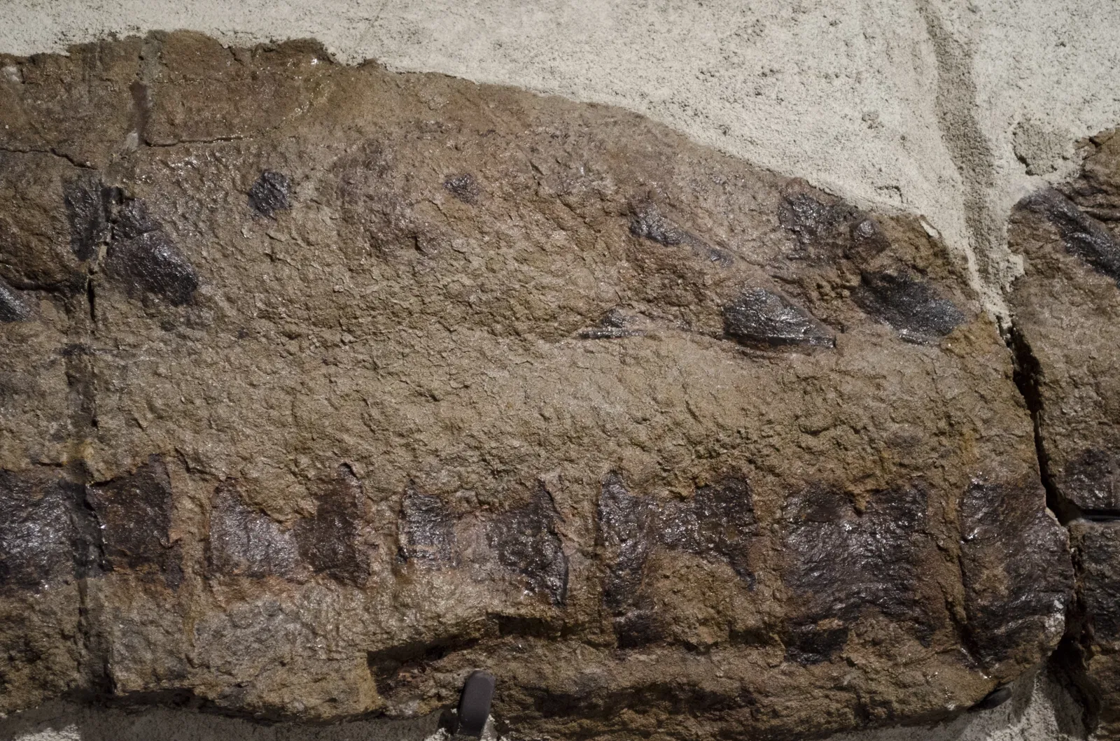 Museo de las Rocosas