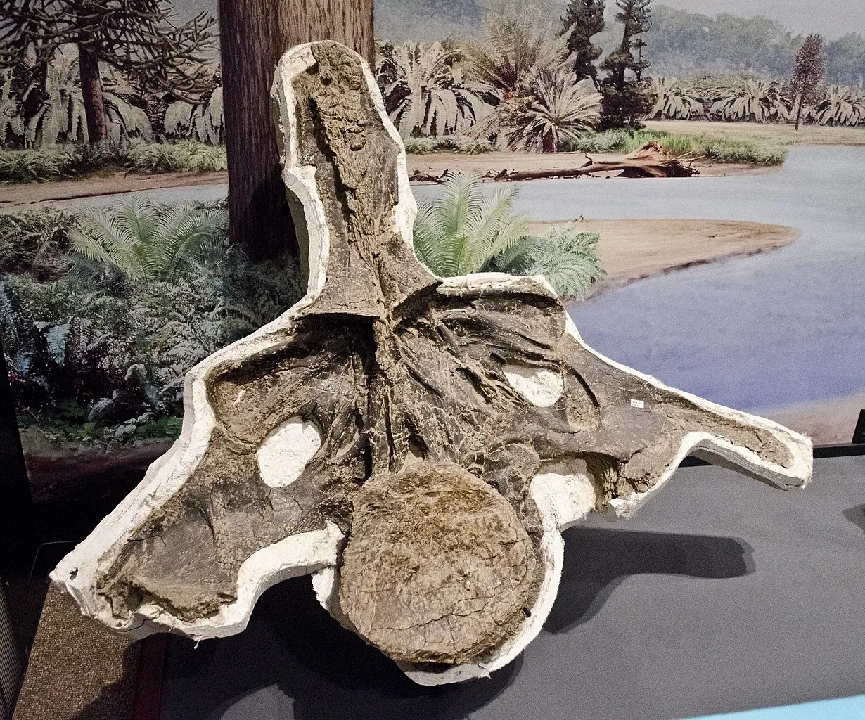 Museum of the Rockies