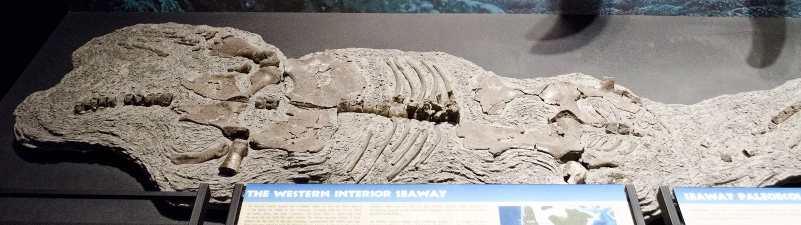 Museum of the Rockies