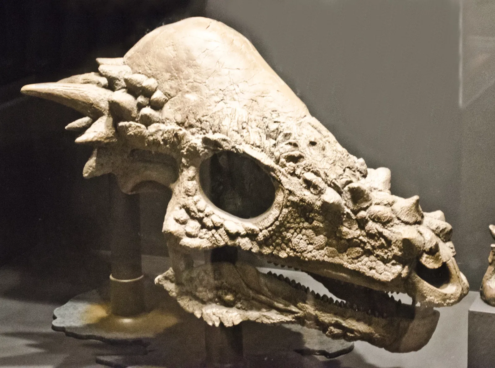 Museum of the Rockies