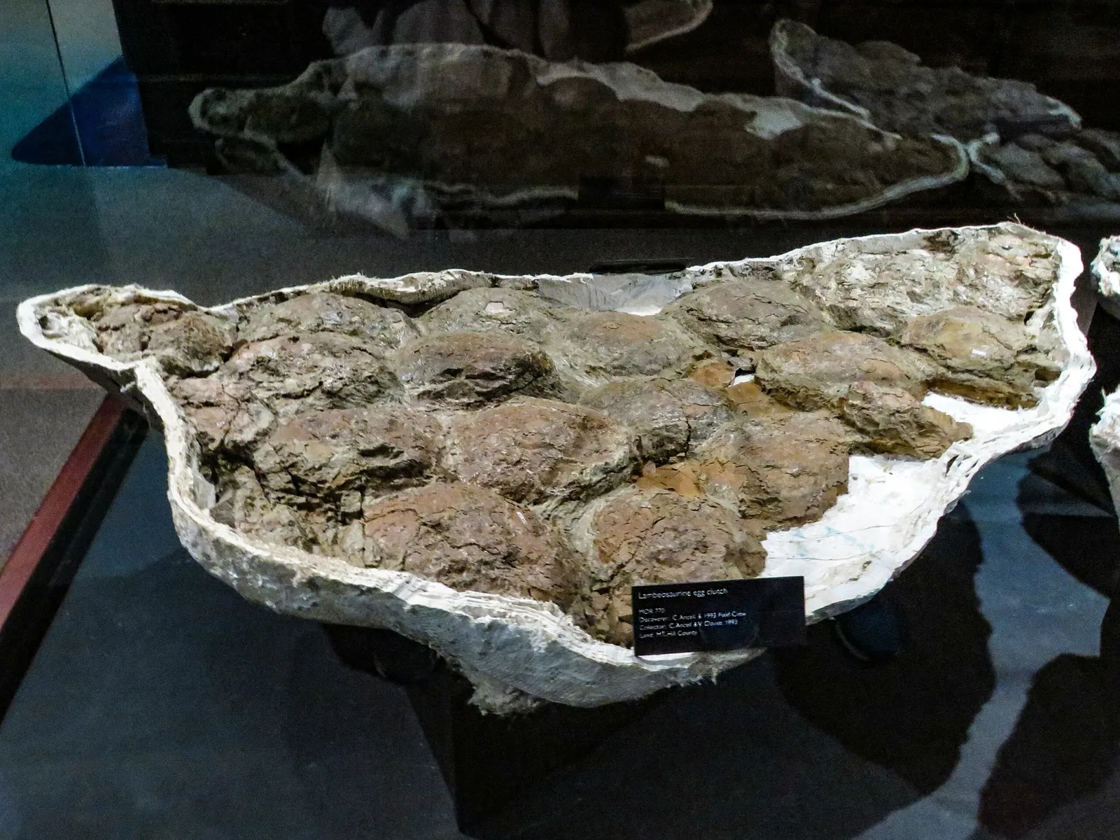 Museum of the Rockies