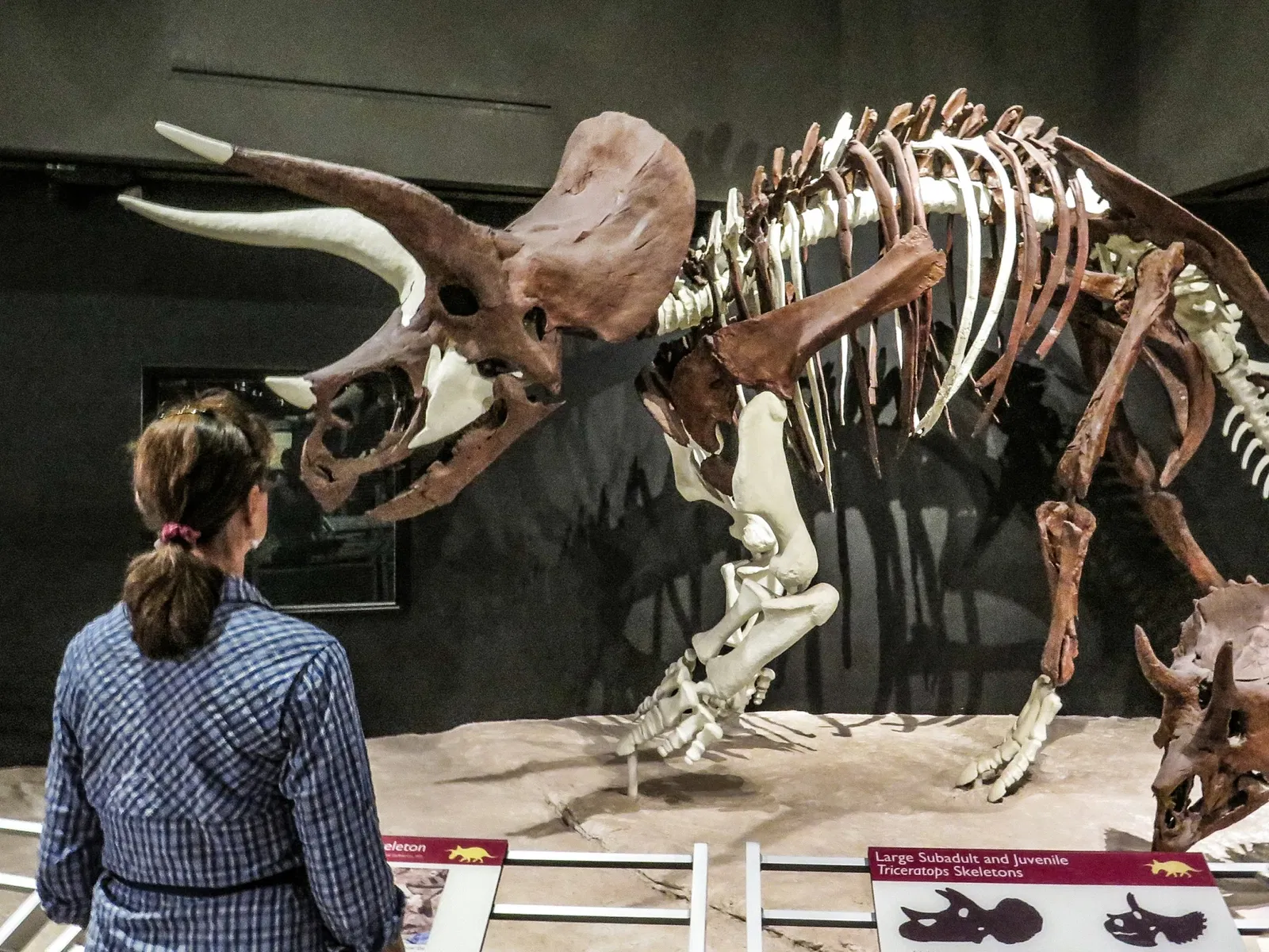 Museum of the Rockies