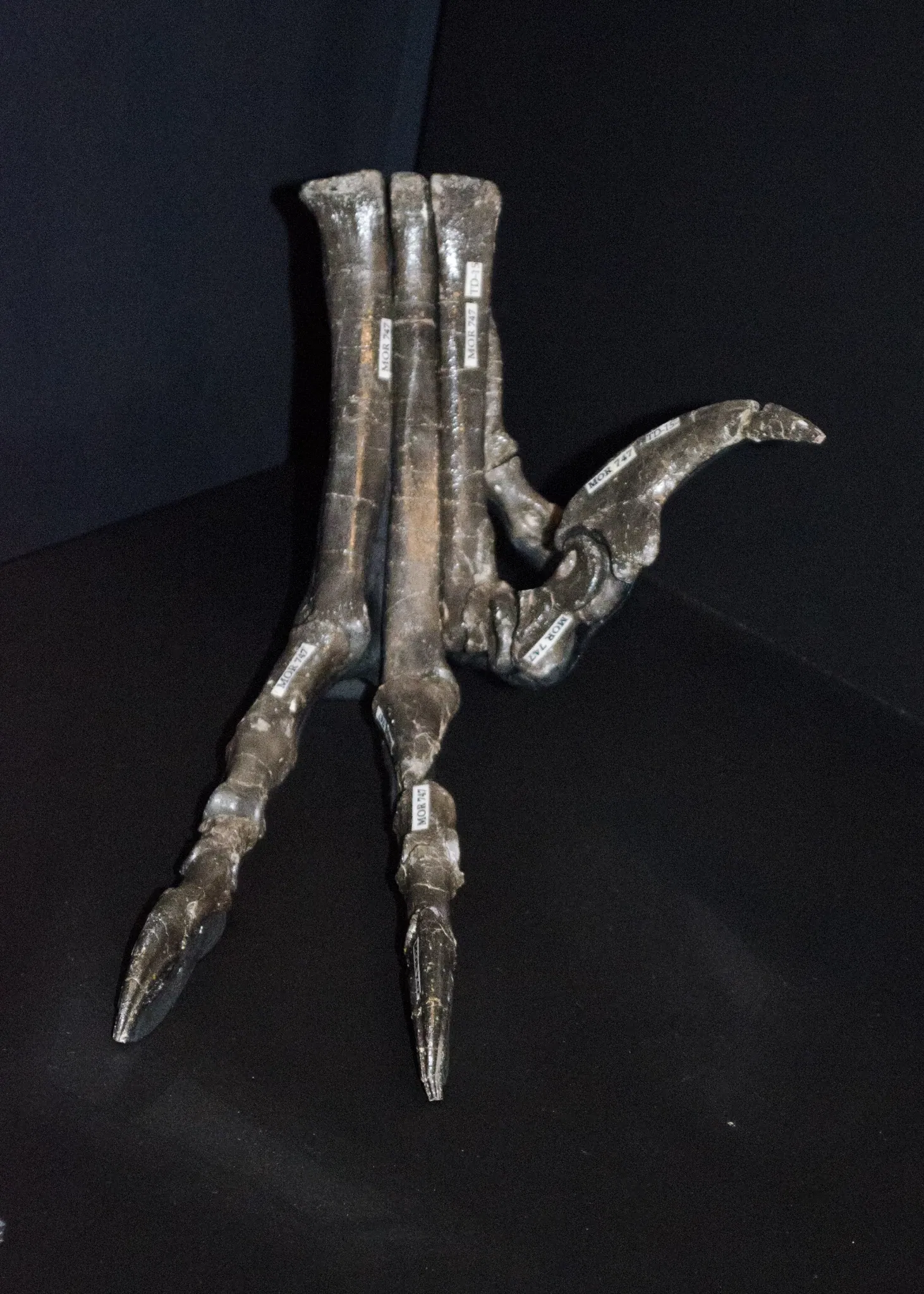 Museo de las Rocosas