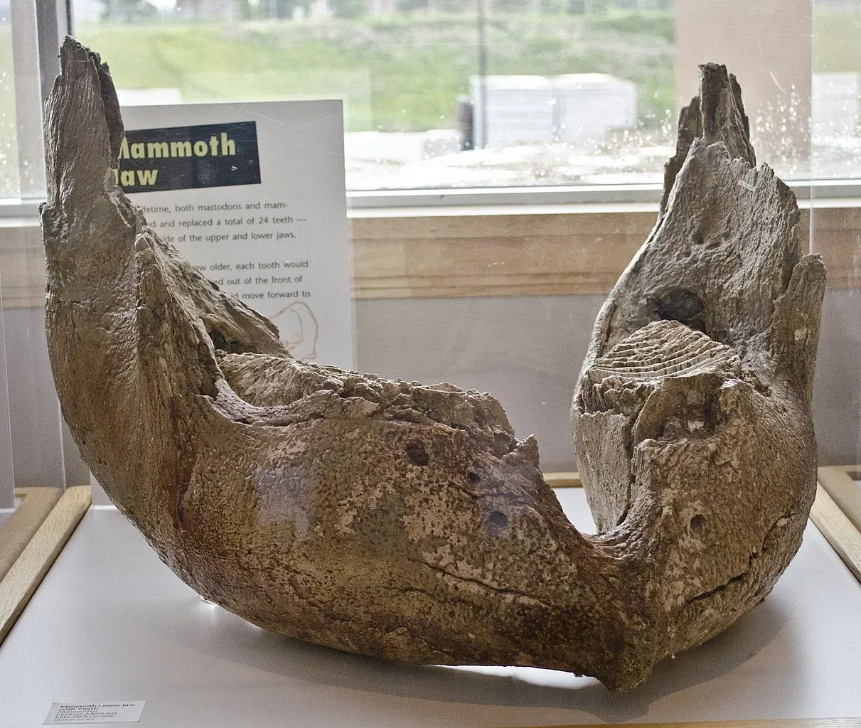 Museum of the Rockies