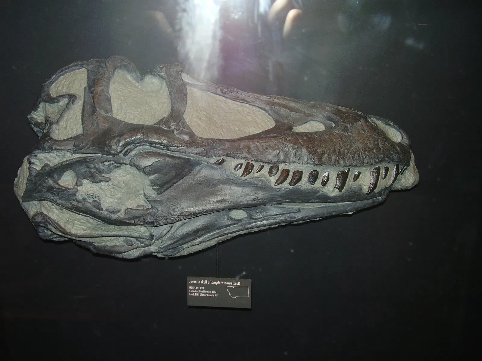 Museum of the Rockies