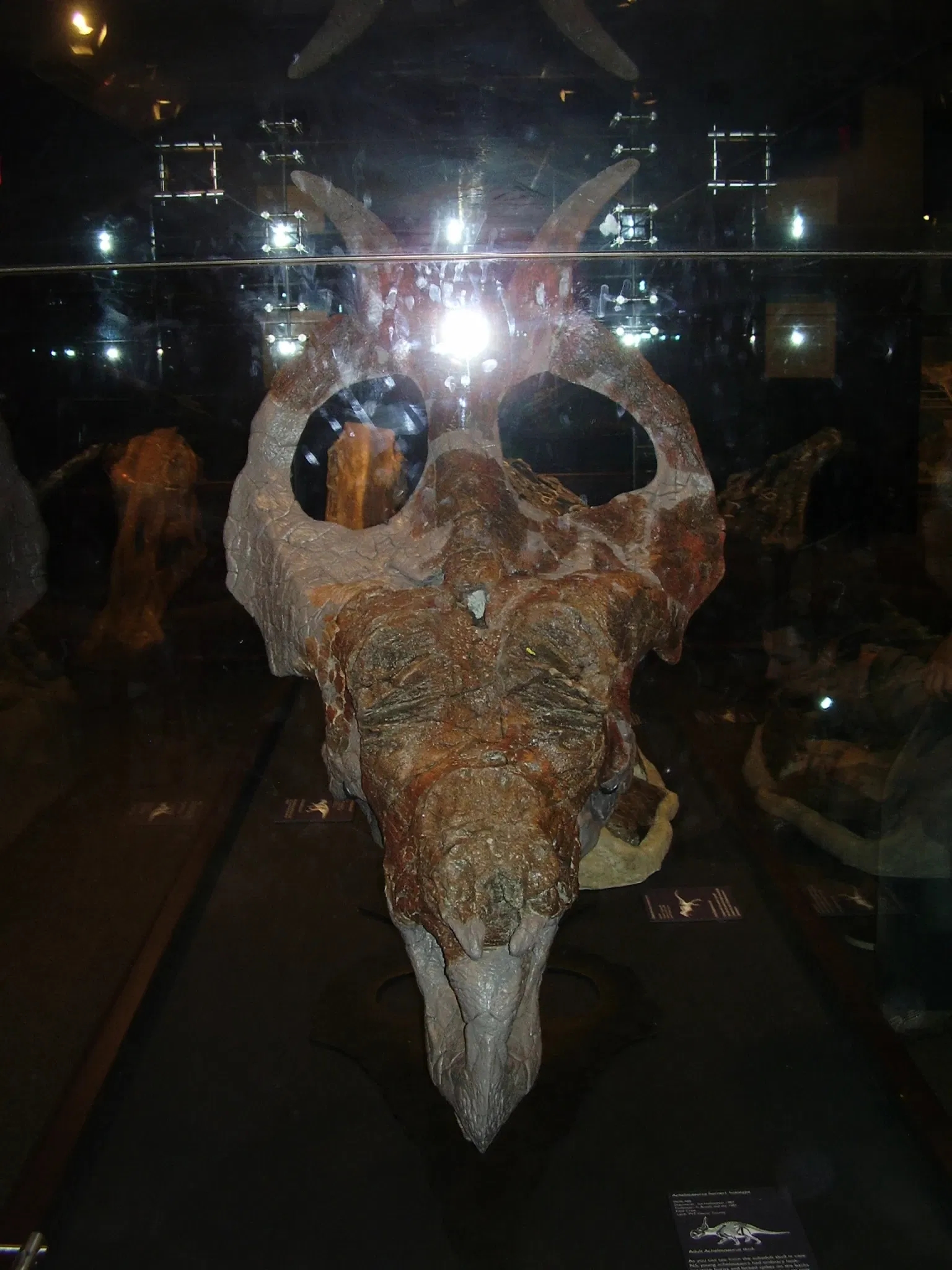 Museum of the Rockies