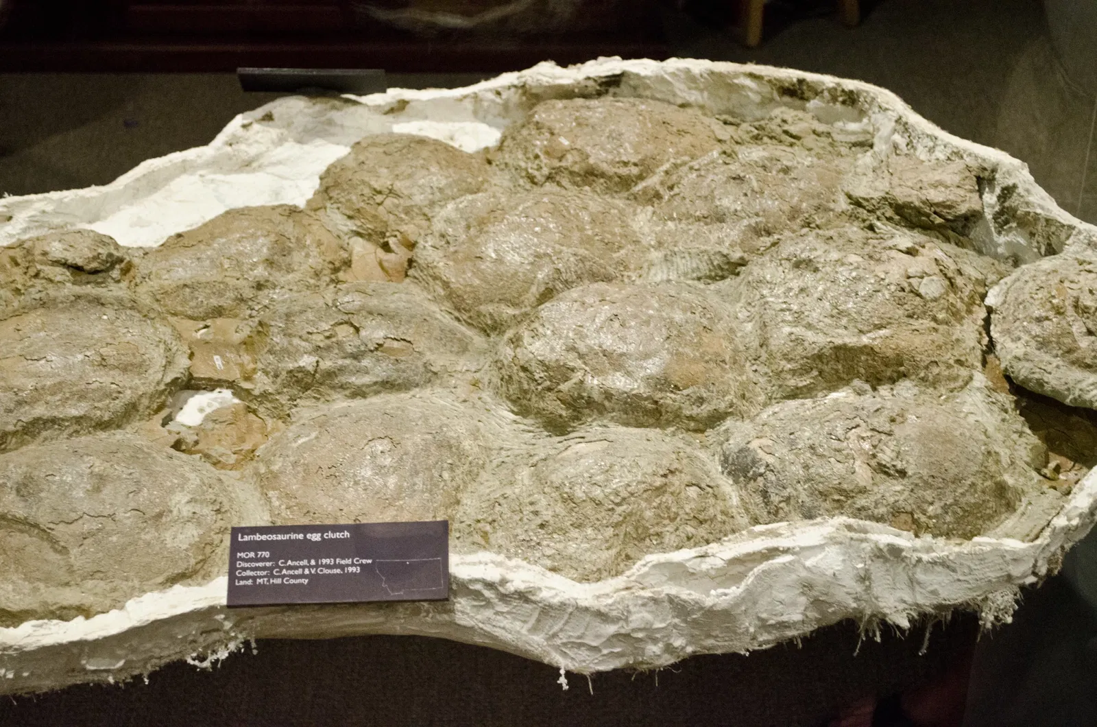 Museo de las Rocosas