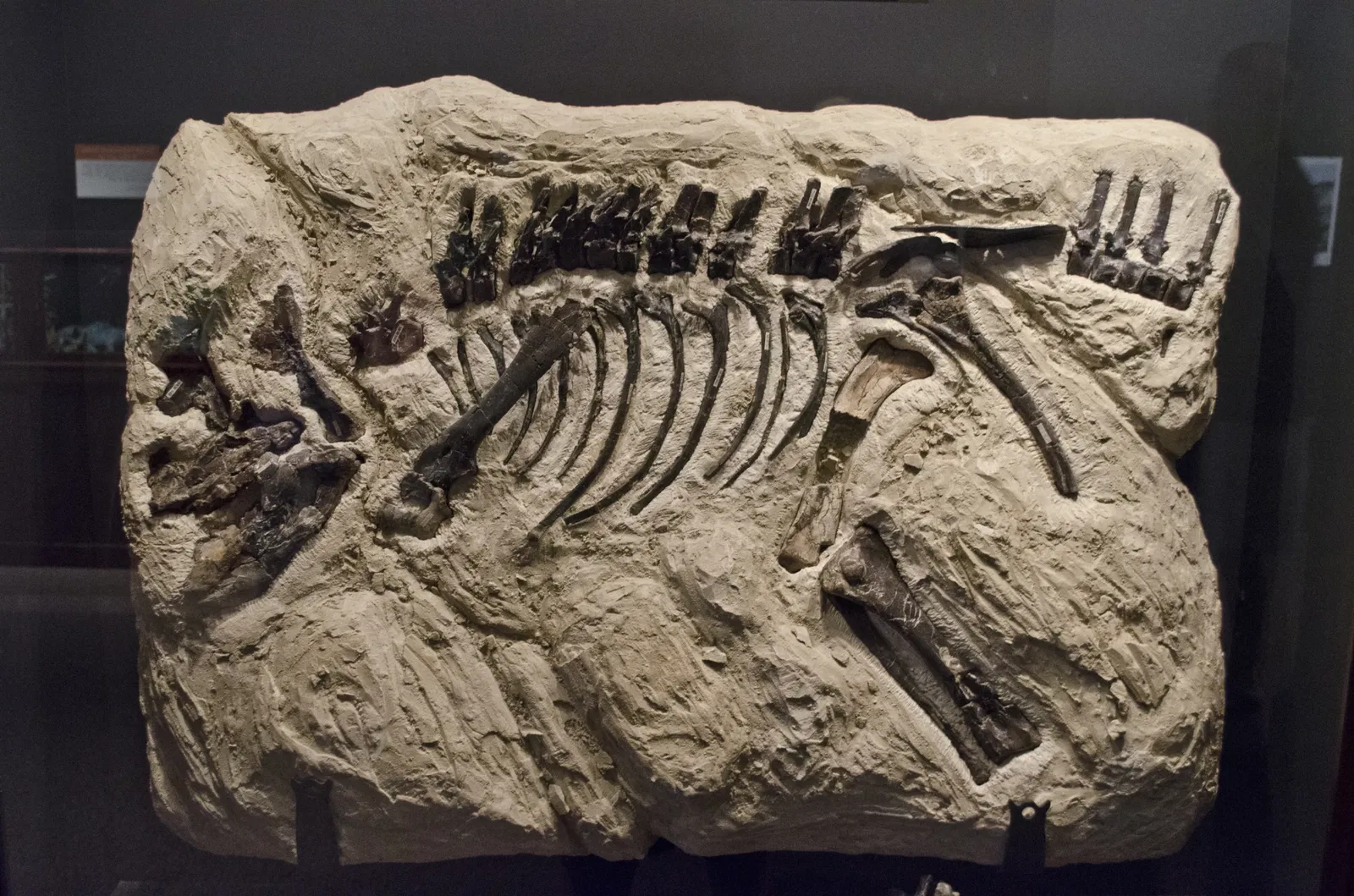 Museo de las Rocosas