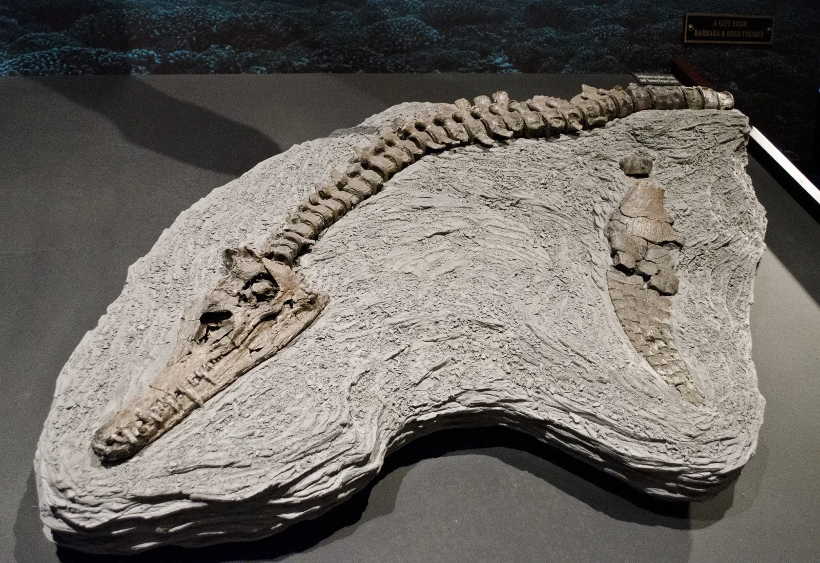 Museum of the Rockies