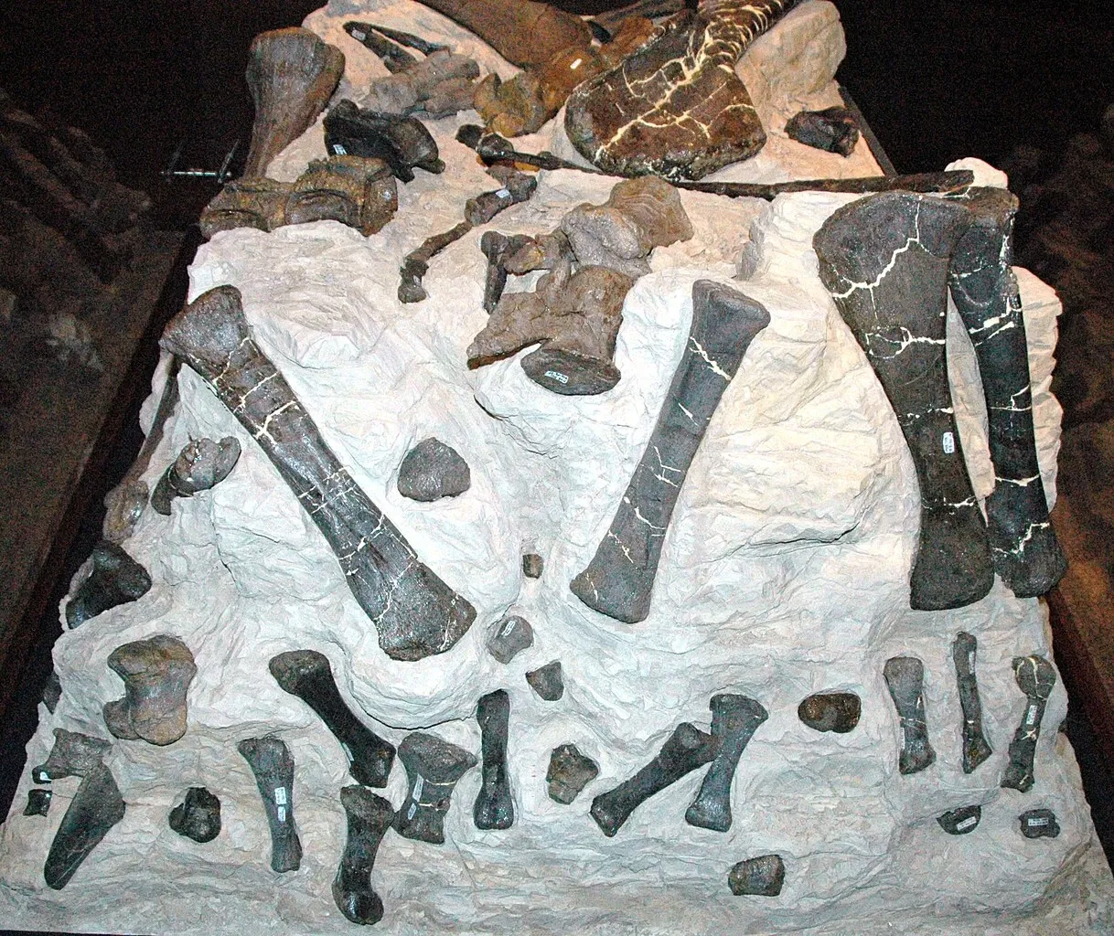 Museo de las Rocosas